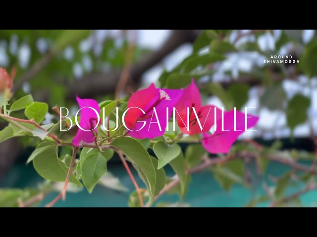 Bougainvillea Blooms | Paper Flower | ಕಾಗದದ ಹೂವು | AROUND SHIVAMOGGA.