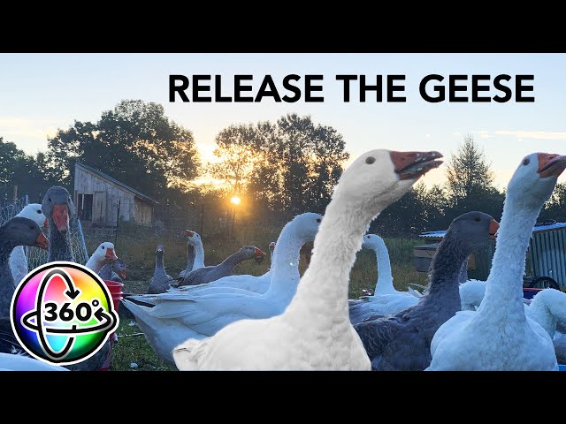 Morning on a Vermont Farm | 360 VR | Life on a Duck and Goose Farm