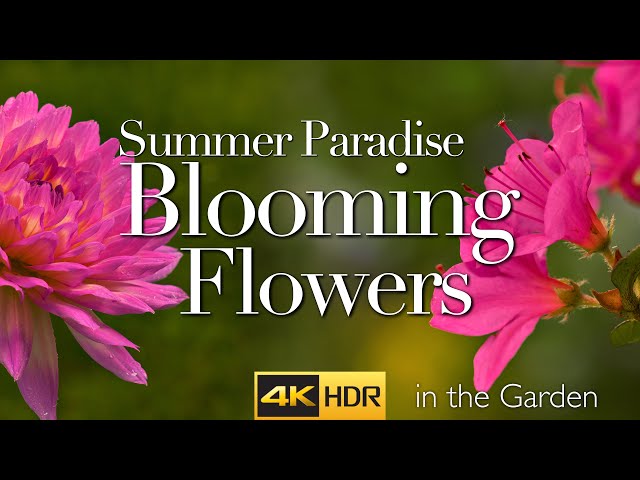 Colors of summer, the beauty of blooming flowers in the garden 4K HDR 60 FPS