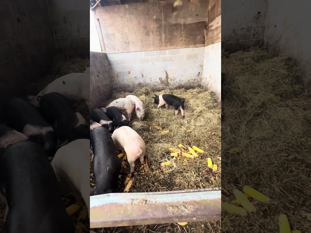 Pigs that don’t stink #pig #selfsufficiency #viralvideo #farmlife #homestead