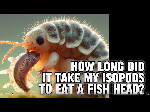 Discover the fascinating world of my isopods as they devour a fish head in Isopod House terrarium