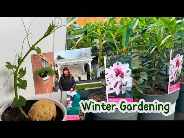 Growing varieties of Chayote | Vegetables Growing Plan For Next Season | Winter Gardening UK |