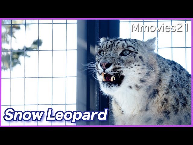 キャットウォークを走るユキヒョウ Snow Leopard runs on the catwalk