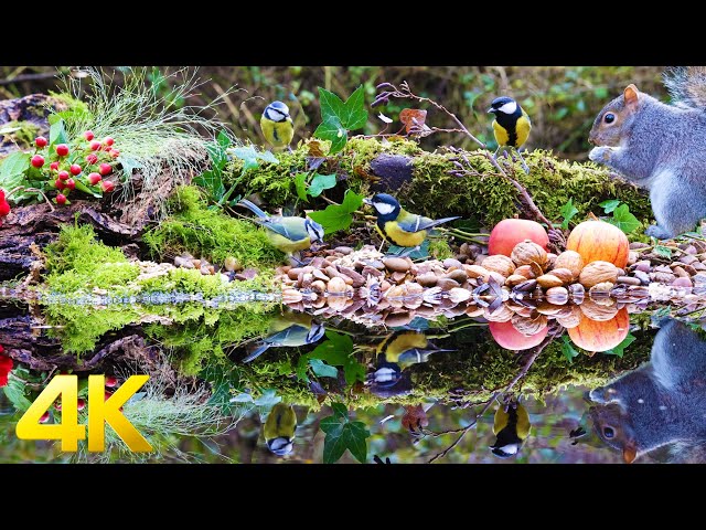 Birds Feeding by a Pond 😺 Cat TV for Cats to Watch 🐿 8 Hours 4K