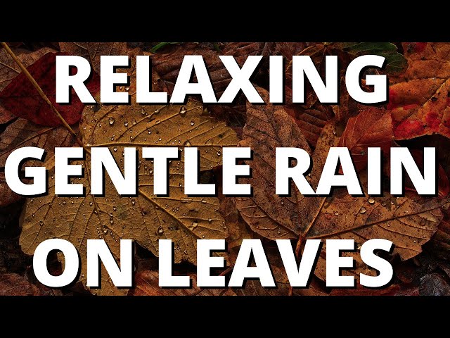 RELAXING GENTLE RAIN on leaves for SLEEP and STUDYING SOOTHING RELAXATION + BLACK SCREEN