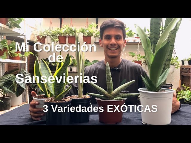 Mi colección de sansevierias | Sansevierias raras | Colección de plantas de interior |