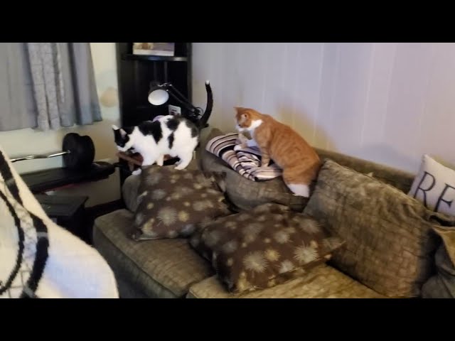 Cute Cats Wrestle on Cozy Couch #adorablecats