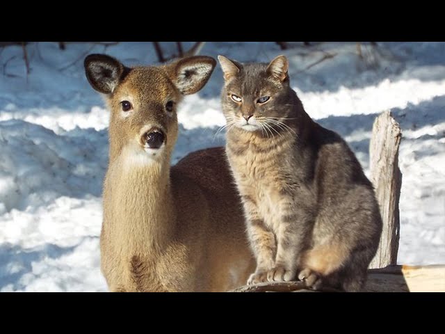 Cats behave naturally 😹 Funny Cats Make Friend with Other Animal