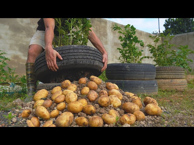 Potato Towers - Tips to Grow High-Yielding Potatoes in Containers