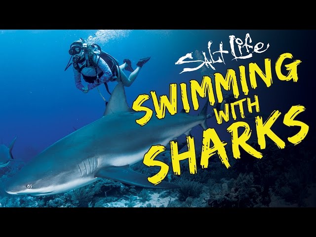 Swimming with Sharks | Living the Salt Life