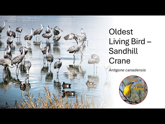 Oldest Living Bird   Sandhill Crane