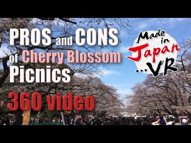 Cherry Blossom Picnic HANAMI　360