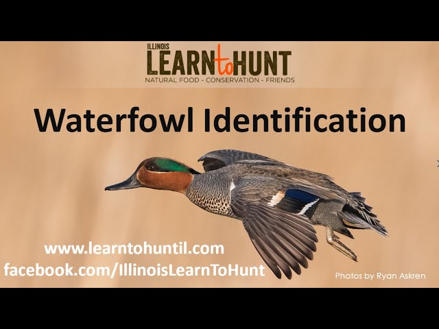 LtH Webinar: Waterfowl ID