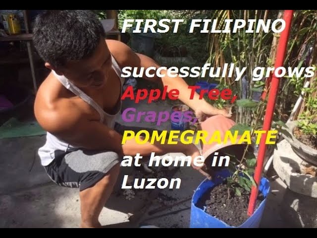 APPLE TREE,GRAPES,  POMEGRANATE IN THE PHILIPPINES l   THE FIRST APPLE TREE,  IN LUZON