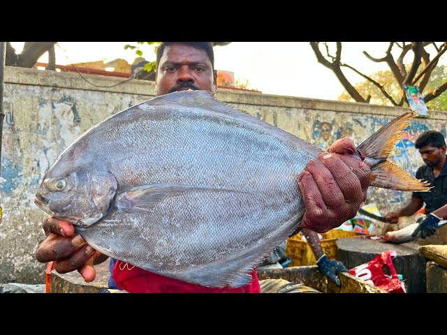 KASIMEDU 🔥 SPEED SELVAM | BIG BLACK POMFRET FISH CUTTING VIDEO | IN KASIMEDU | FF CUTTING 🔪