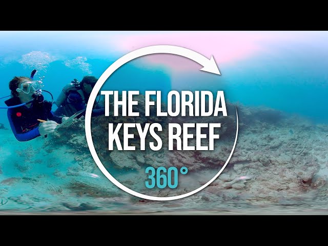 Explore the Florida Keys Reef | 360°