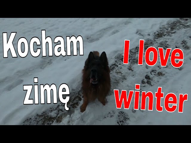 Owczarek Niemiecki i zima na wsi/German Shepherd and winter in the village