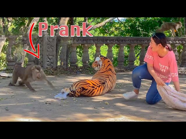 Fake Tiger Prank Monkey So Funny in 2020