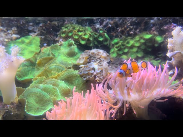 10 Minutes of Stunning Aquarium Relax Music,Beautiful Aquarium Coral Reef Fisch,Relaxing Ocean Fisch