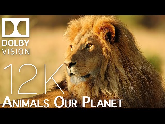 Animals | 12K VIDEO DOLBY VISION (HDR 60fps) | OurPlanet Film