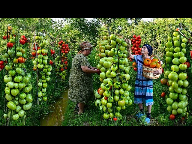 Harvesting Fresh Green Tomato | Making Delicious Pickling for Winter Preserves