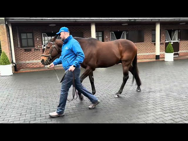 Teofilo at Kildangan Stud