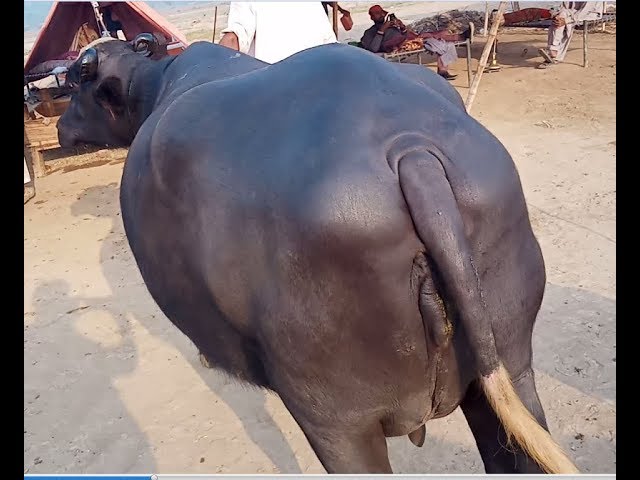 45 # Bohat hi khoobsorat Buffalo for sale in Gojra Mandi Punjab on Etimad TV 24-10-2019