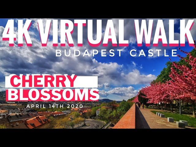 4K Virtual Walk - Cherry Blossoms (Sakura) in Budapest Castle. COVID-19 TREADMILL WALK EMPTY STREETS