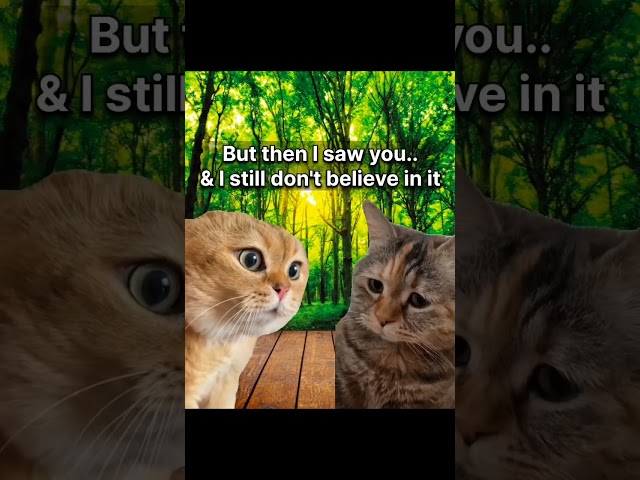 CAT MEMES : DON'T BELIEVE IN 1 SIGHT #cat #funny #viralvideo