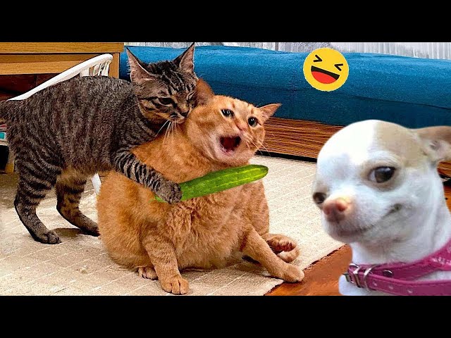 Funniest Animals 2024 🤣😅 New Funny Cats and Dogs Videos 😸🐶 Part