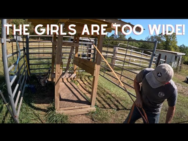 Fixing our DIY Milk Stanchion | Three Little Goats Homestead