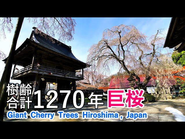 Four giant cherry trees totaling 1270 years old, Hiroshima, Japan [ 4K ]