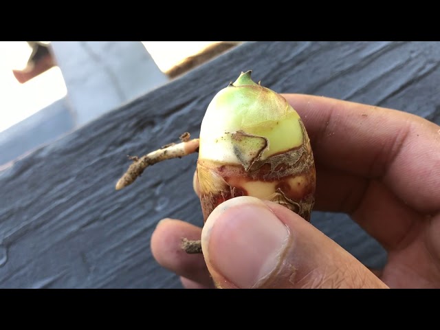 Digging Up a Baby Palm Tree