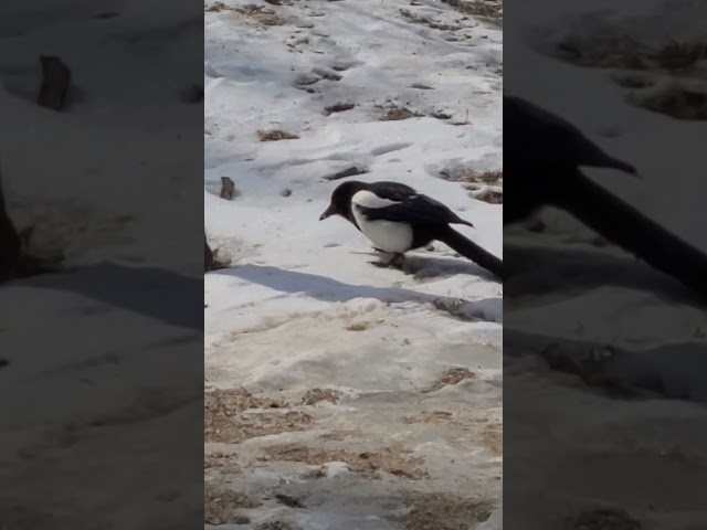 #magpie eating snow