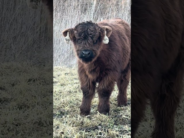 Hail Mary!! Black Highland Heifer out of Ben Eniglair of scone Palace #cow #highlandcattle #coinflip