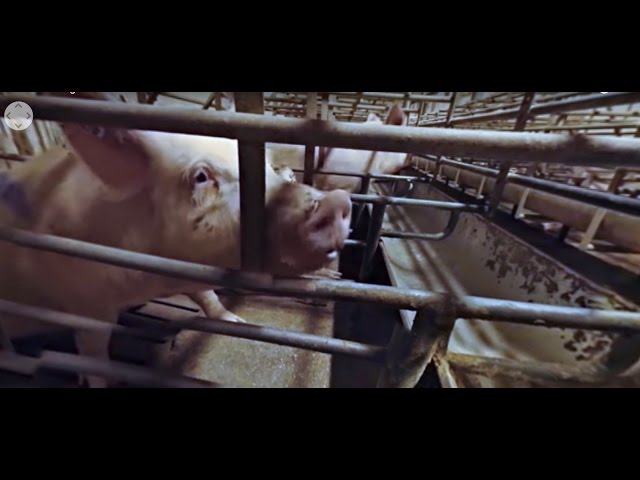 iAnimal - Μέσα από τα μάτια ενός γουρουνιού 360°[greek subs] by Animal Equality