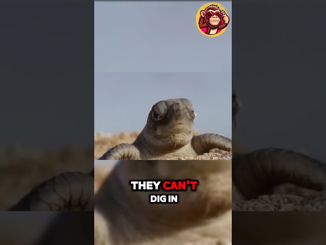 Baby Turtles’ Impossible Journey! 🐢🌊😭