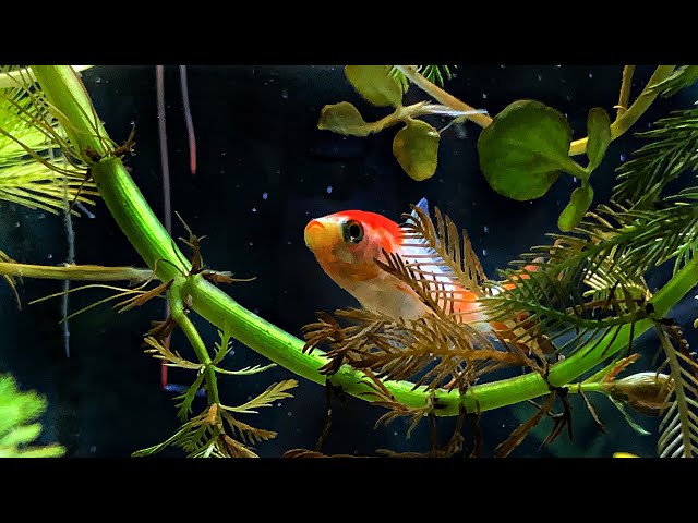 Calming Aquarium View (Relaxing Sights and Sounds: NO MUSIC)