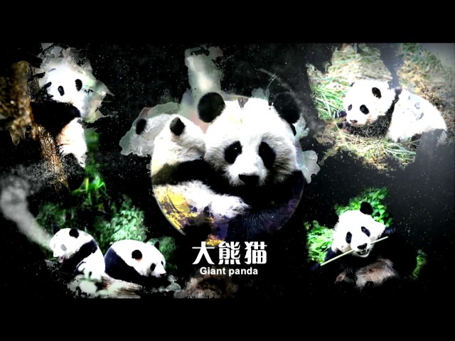 The Story of Panda Trailer