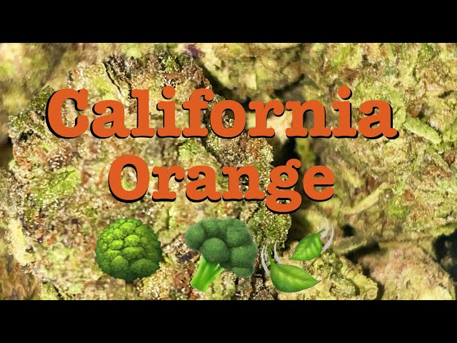 EXOTIC California Orange