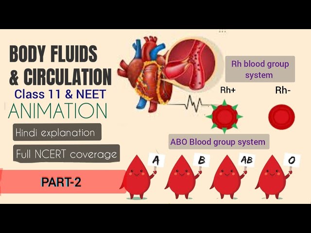 Body fluids & circulation with ANIMATION PART-2 for NEET|BLOOD GROUP|Hindi #bloodgroup #circulation