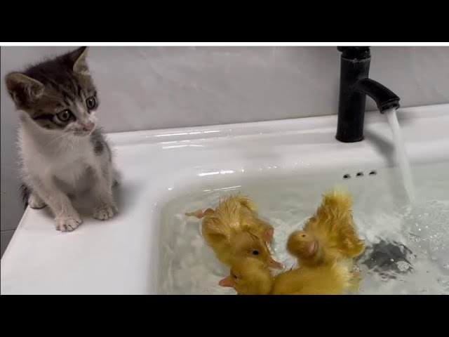 DIY cat duck swimming pool/ cutest video on YouTube / heartwarming