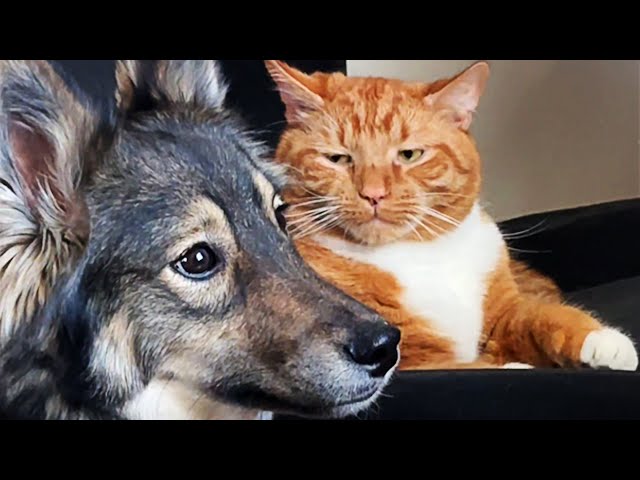 FUNNIEST Pets of 2024! 🤣 TOP Videos of the YEAR