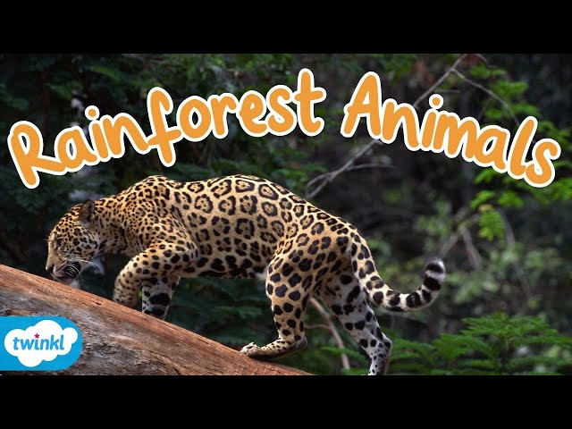 What Animals live in the Rainforest? | Rainforest Animals for Kids