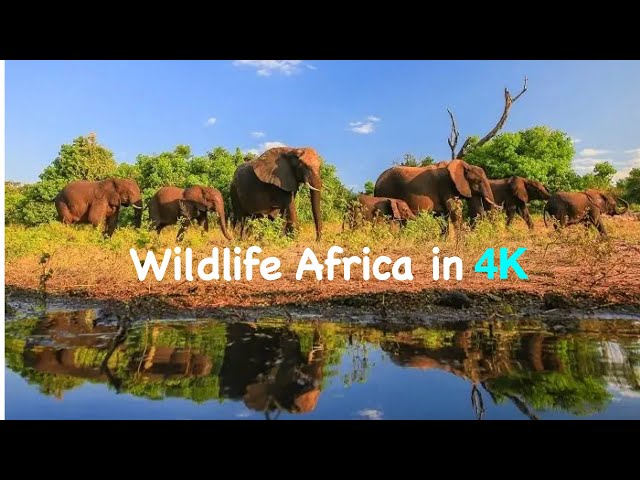 African Wildlife in 4K #wildlife