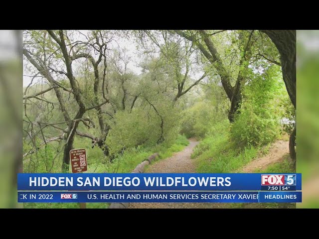 Hidden San Diego Wildflowers and Hiking Trails