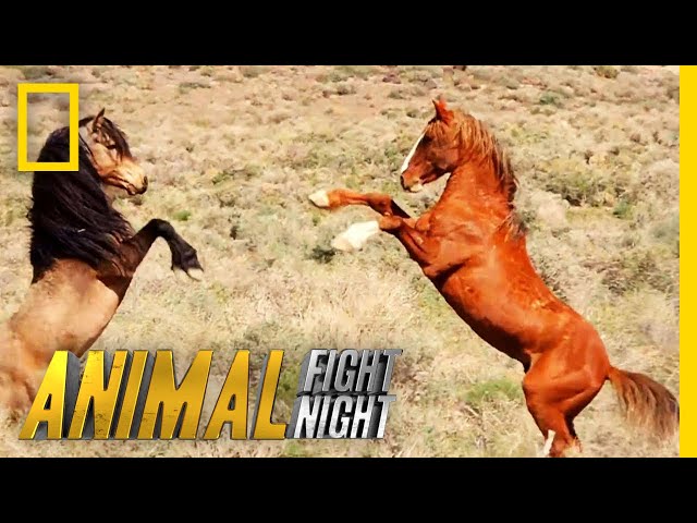 That's Some Dangerous Horseplay | Animal Fight Night