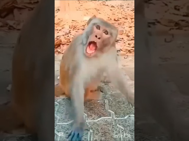 Cute baby say Mama 😍 monkey comedy scene 😂😂 #shorts #funny #baby