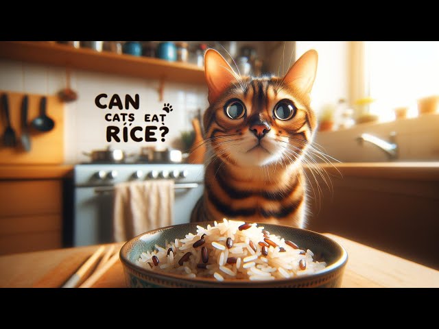 Can Cats Eat Rice? - The Answer May Surprise You!