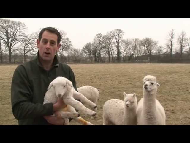 Alpacas protect lambs!